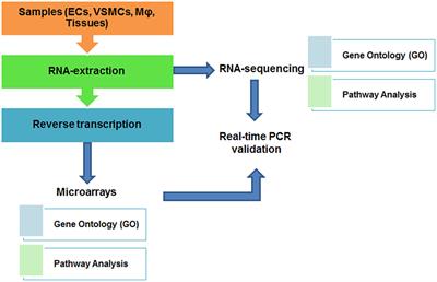 Transcriptome Profiling in Systems Vascular Medicine